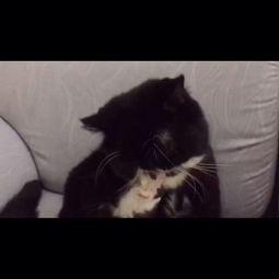 黑猫视频国产之光在线看  第1张