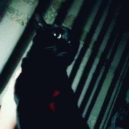 黑猫视频国产之光在线看  第3张