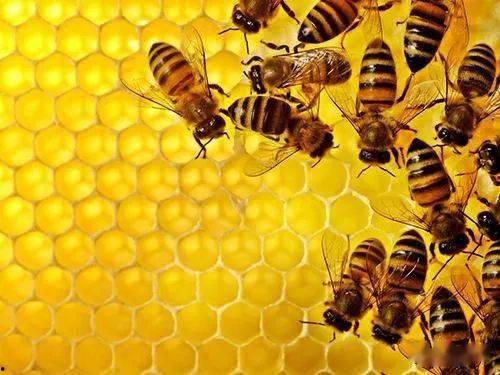 国产蜂胶评测视频播放,视频解析品质与功效  第2张